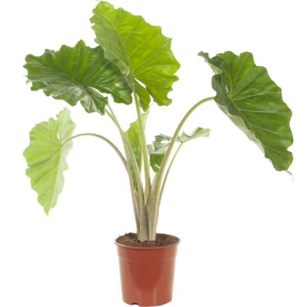 AH Alocasia plant - Albert Heijn