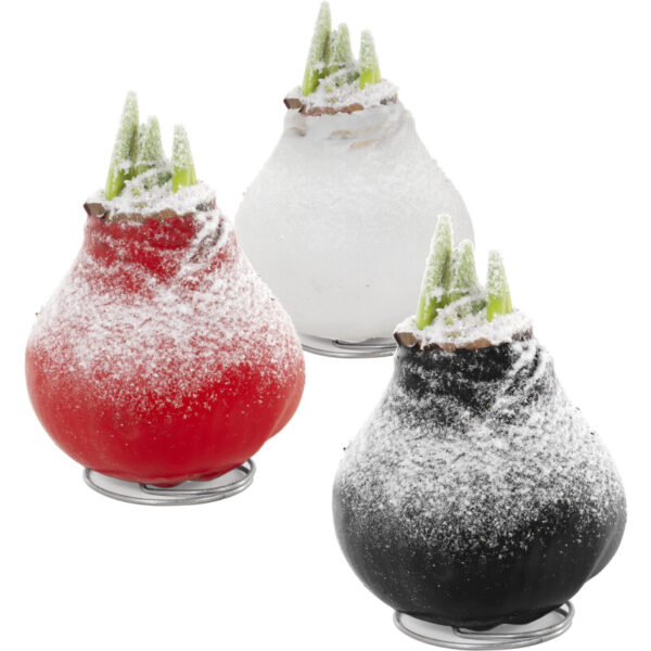 AH Amaryllisbol Wax - Albert Heijn