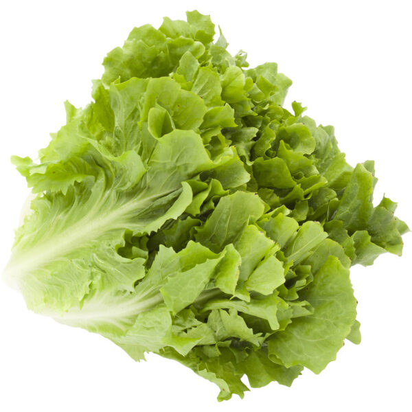 AH Andijvie - Albert Heijn