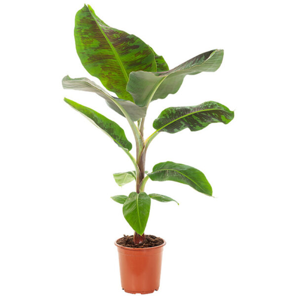 AH Bananenplant - Albert Heijn