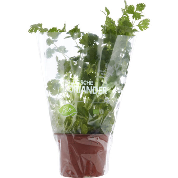 AH Biologisch Koriander Pot - Albert Heijn