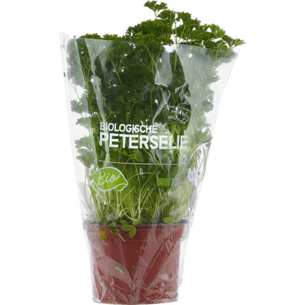 AH Biologisch Platte Peterselie Pot - Albert Heijn