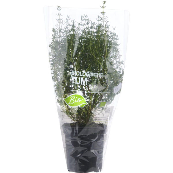 AH Biologisch Tijm Pot - Albert Heijn