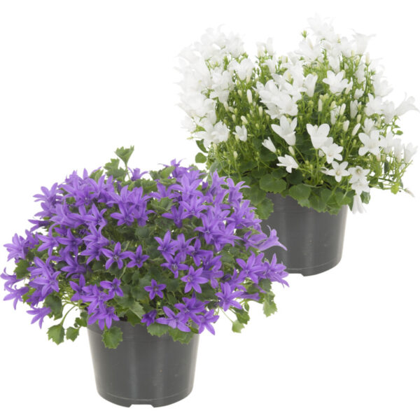 AH Campanula - Albert Heijn