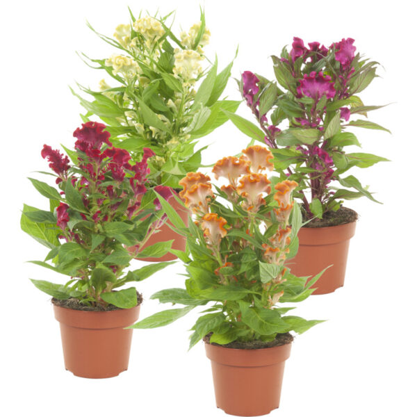 AH Celosia Mix - P14 - Albert Heijn