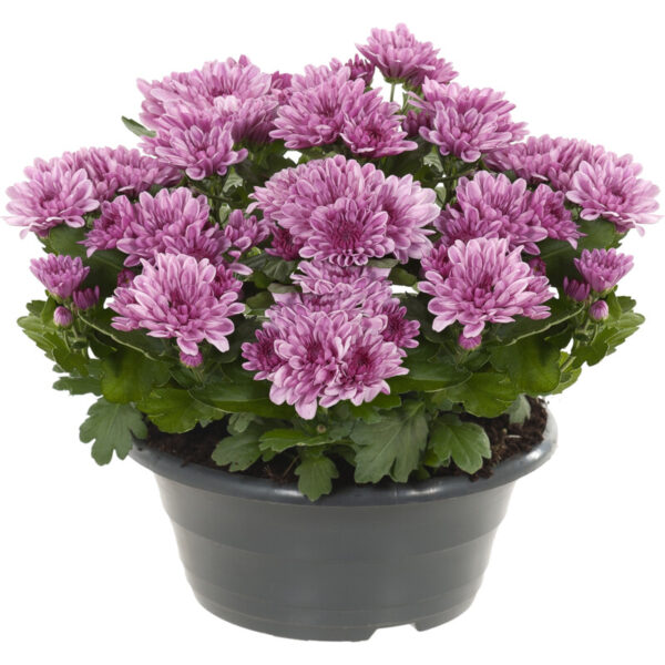 AH Chrysant in schaal - Albert Heijn