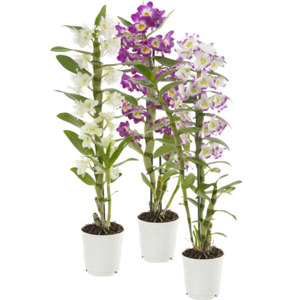 AH Dendrobium nobilee 2-tak - Albert Heijn