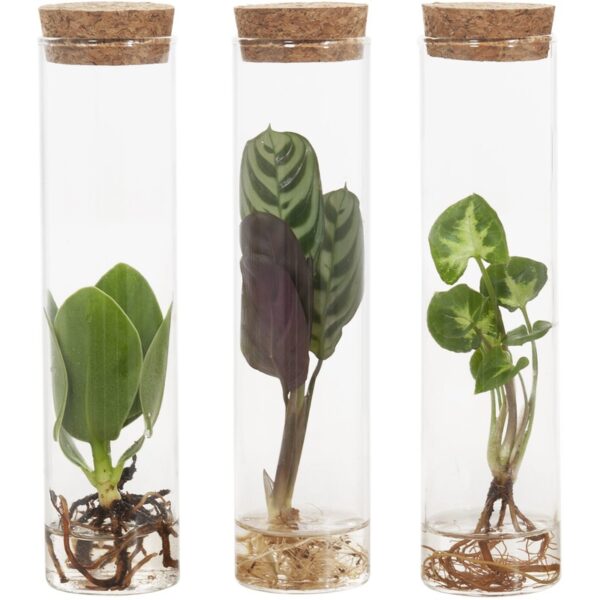 AH Groene plant - Albert Heijn