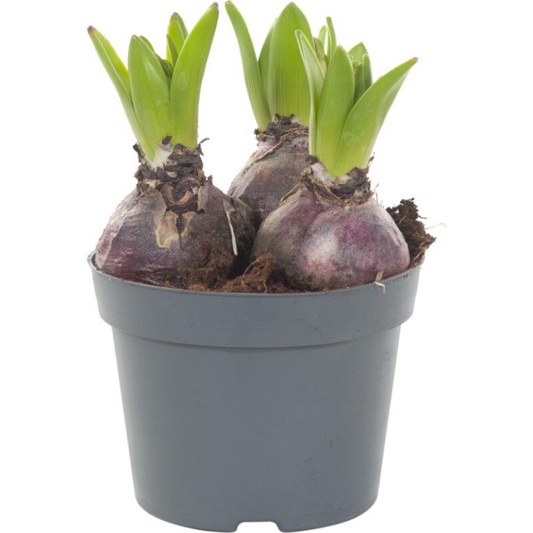 AH Hyacint 3 pit - Albert Heijn