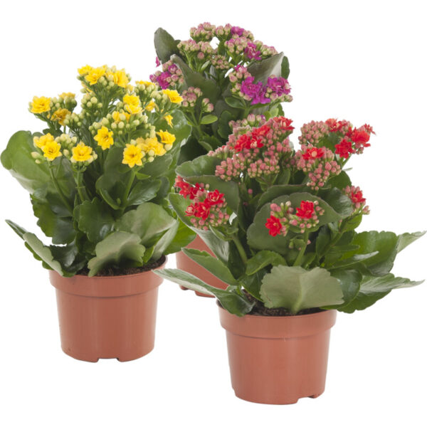 AH Kalanchoe p10