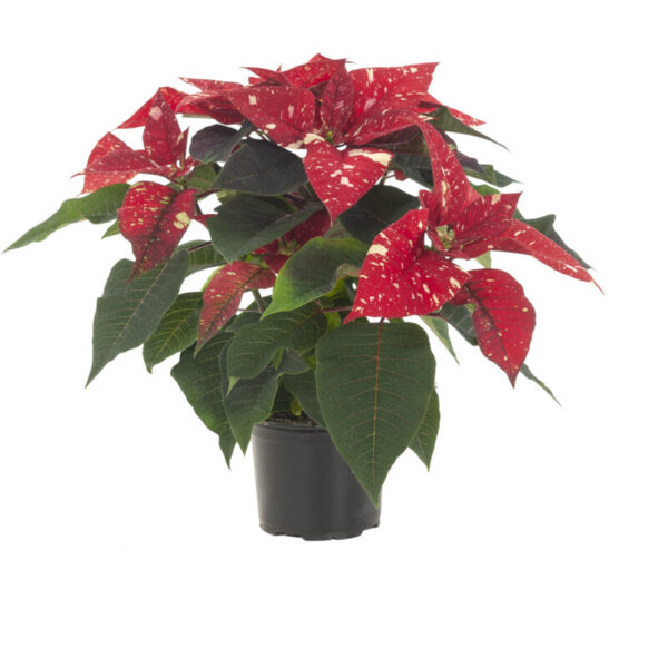 AH Kerstster Fantasy P12 - Albert Heijn