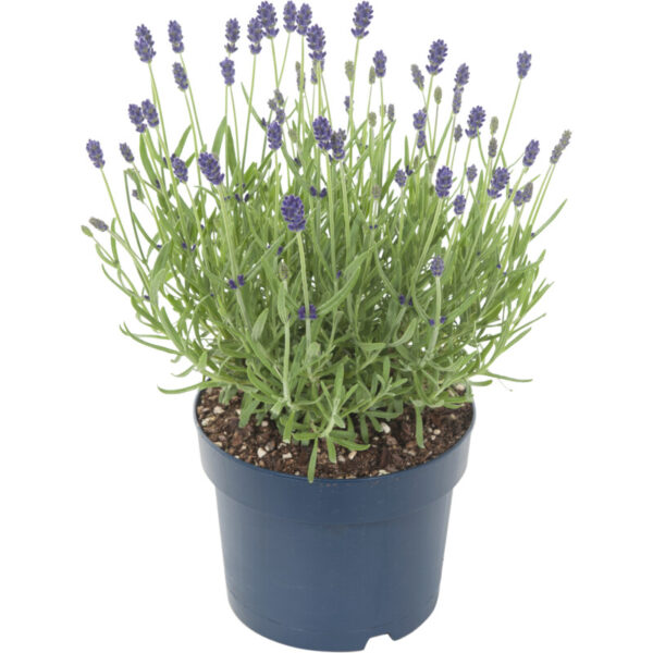 AH Lavendel P15 - Albert Heijn