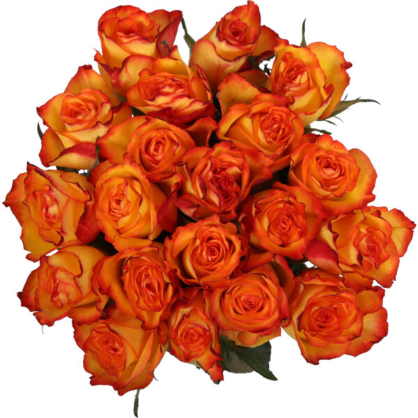 AH Megabos Rozen - Albert Heijn