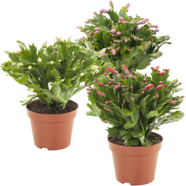 AH Najaarscactus P13 - Albert Heijn