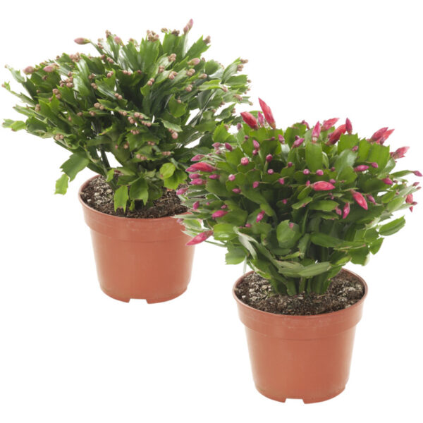 AH Najaarscactus P17 - Albert Heijn