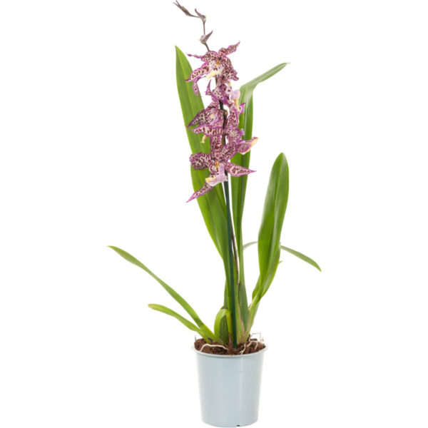 AH Orchidee 1-tak mix - Albert Heijn