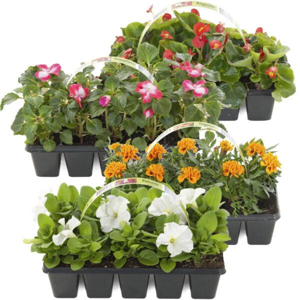 AH Perkgoed - Albert Heijn