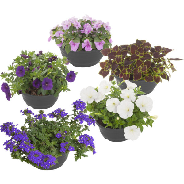 AH Perkgoed - Albert Heijn