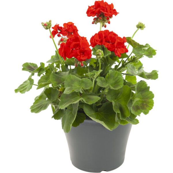 AH Perkplanten in Terraspot - Albert Heijn