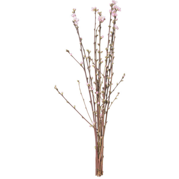 AH Perzikbloesem - Albert Heijn