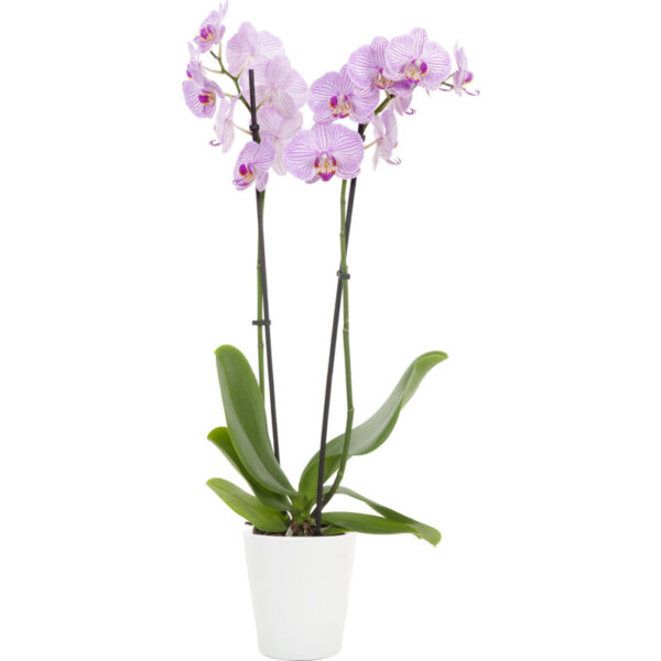 AH Phalaenopsis 2 tak in pot - Albert Heijn