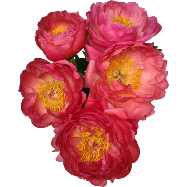 AH Pioenrozen Deluxe - Albert Heijn