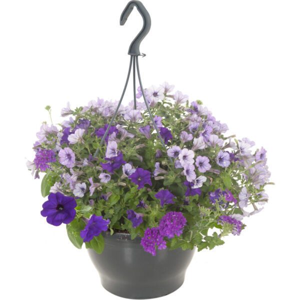 AH Portula Petunia - Albert Heijn