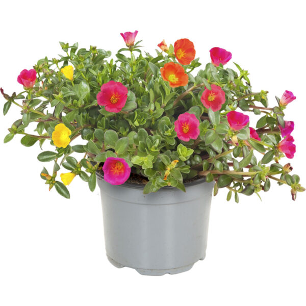 AH Portulaca - Albert Heijn