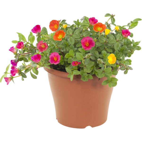 AH Portulaca - Albert Heijn
