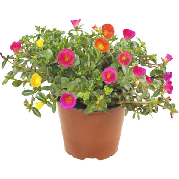 AH Portulaca S - Albert Heijn