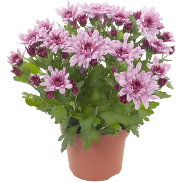 AH Potchrysanten - Albert Heijn