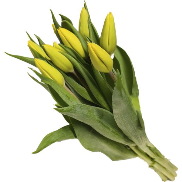 AH Tulp Geel - Albert Heijn