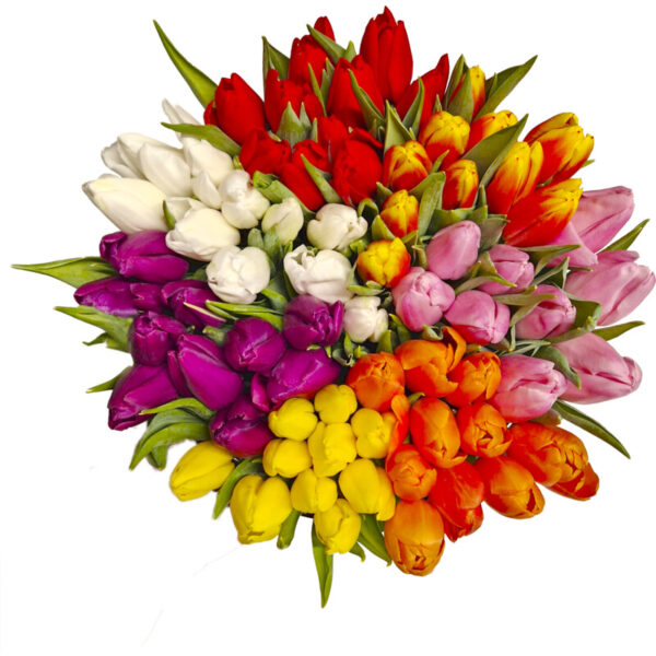 AH Tulp Rood - Albert Heijn