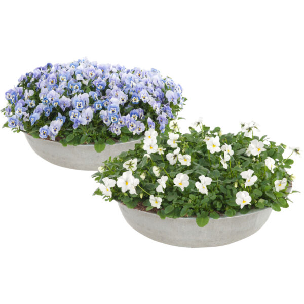 AH Violen in Zinken Schaal - Albert Heijn