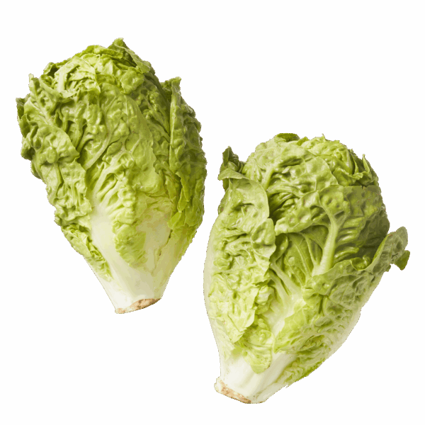 Biologisch PLUS Little gem biologisch - PLUS