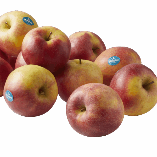 PLUS Appels Morgana los - PLUS