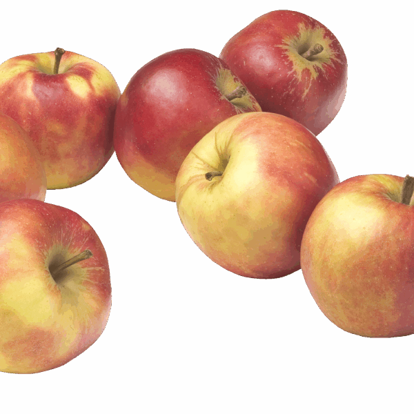 PLUS Handappels Elstar - PLUS