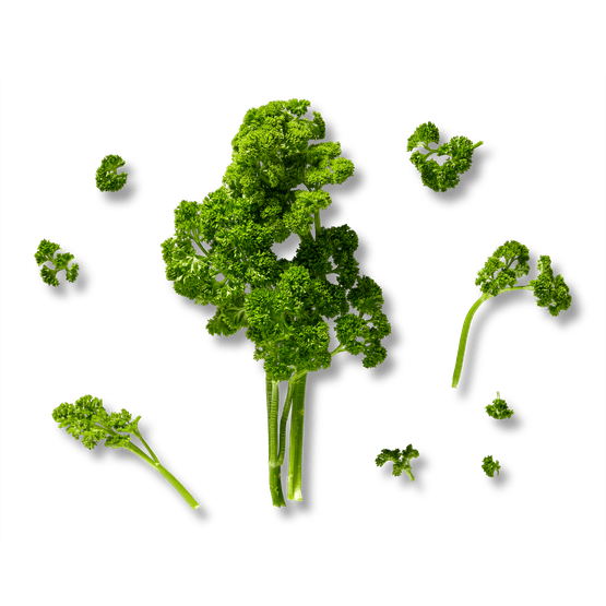 Peterselie krul - Dirk